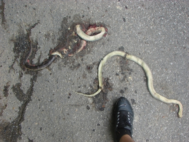 Brutto herping
