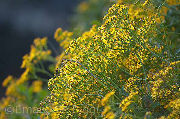 Pianta su scogliera a Genova -  Senecio sp.