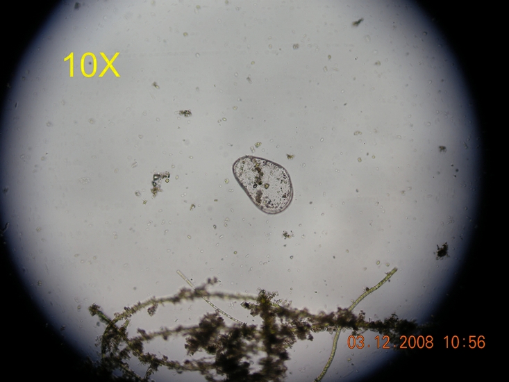 Anche io Pulce d''acqua