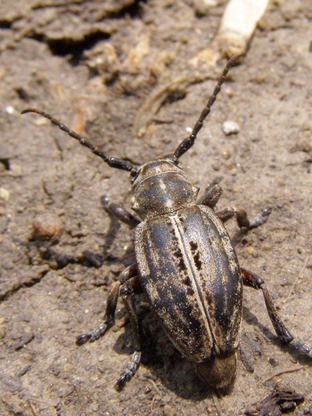 Dorcadion arenarium subcarinatum