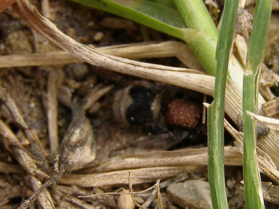 Questo era per Marcello:Myrmilla erythrocephala (Mutillidae)