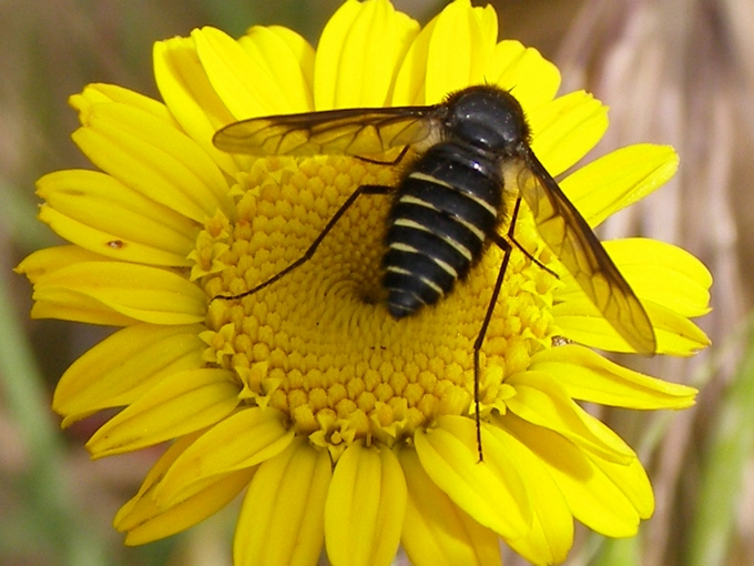Lomatia sp. (Bombyliidae).