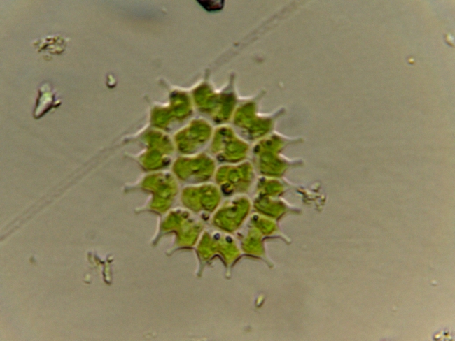 Pediatrum boryanum e Spirogyra sp.