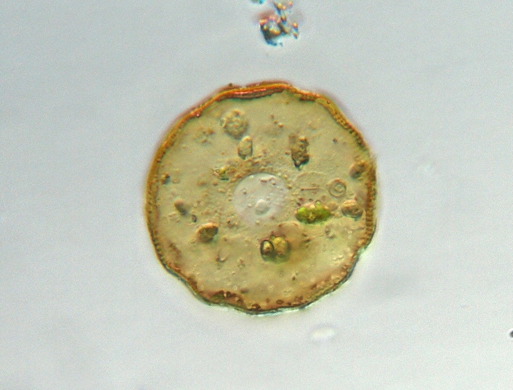 Queste due cosa sono ?