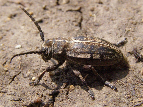 Dorcadion arenarium subcarinatum