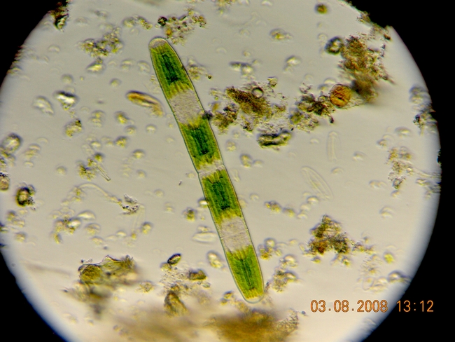 Netrium interruptum (desmidiacee)