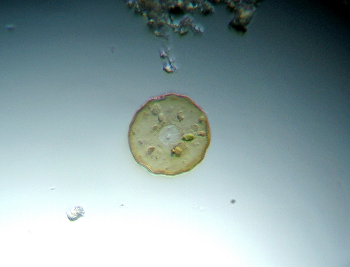 Queste due cosa sono ?