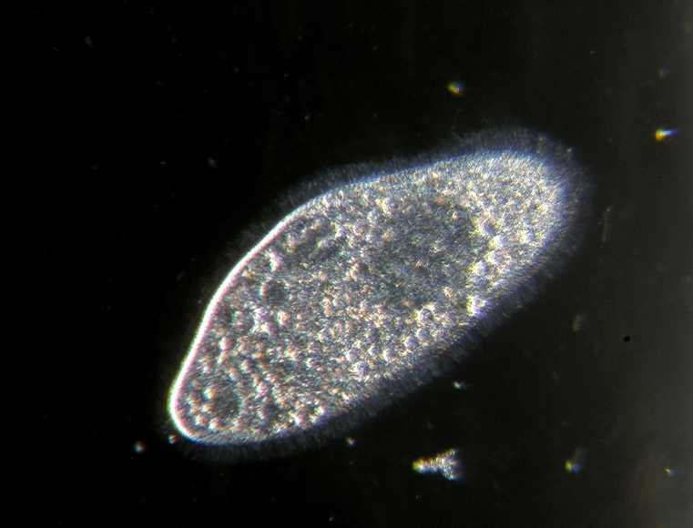 Chiaro - Scuro