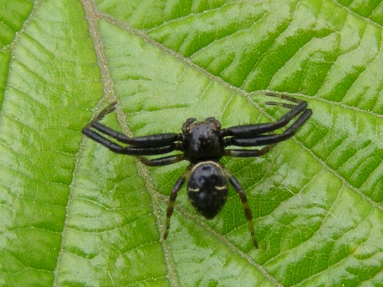 ALTRI RAGNI