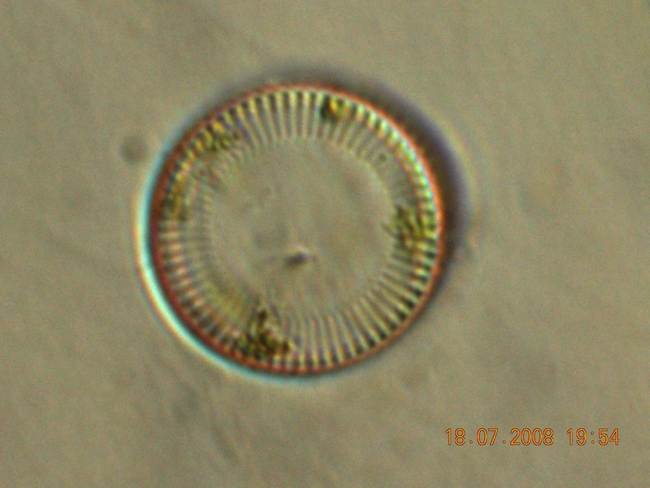 Pediatrum tetras, Cyclotella sp., Cocconeis sp.