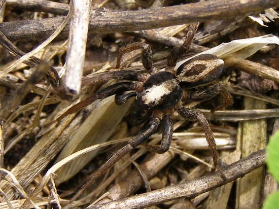 ALTRI RAGNI