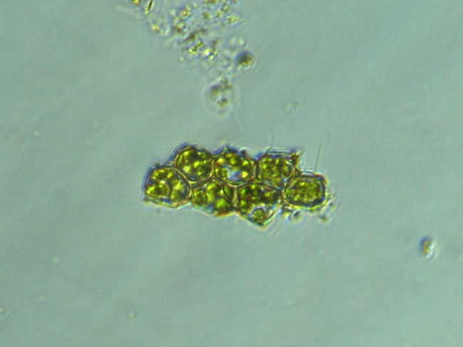 Pediatrum tetras, Cyclotella sp., Cocconeis sp.