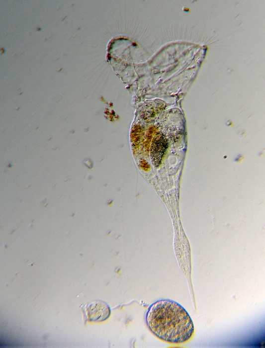Bel Rotifero [ Collotheca sp. ]