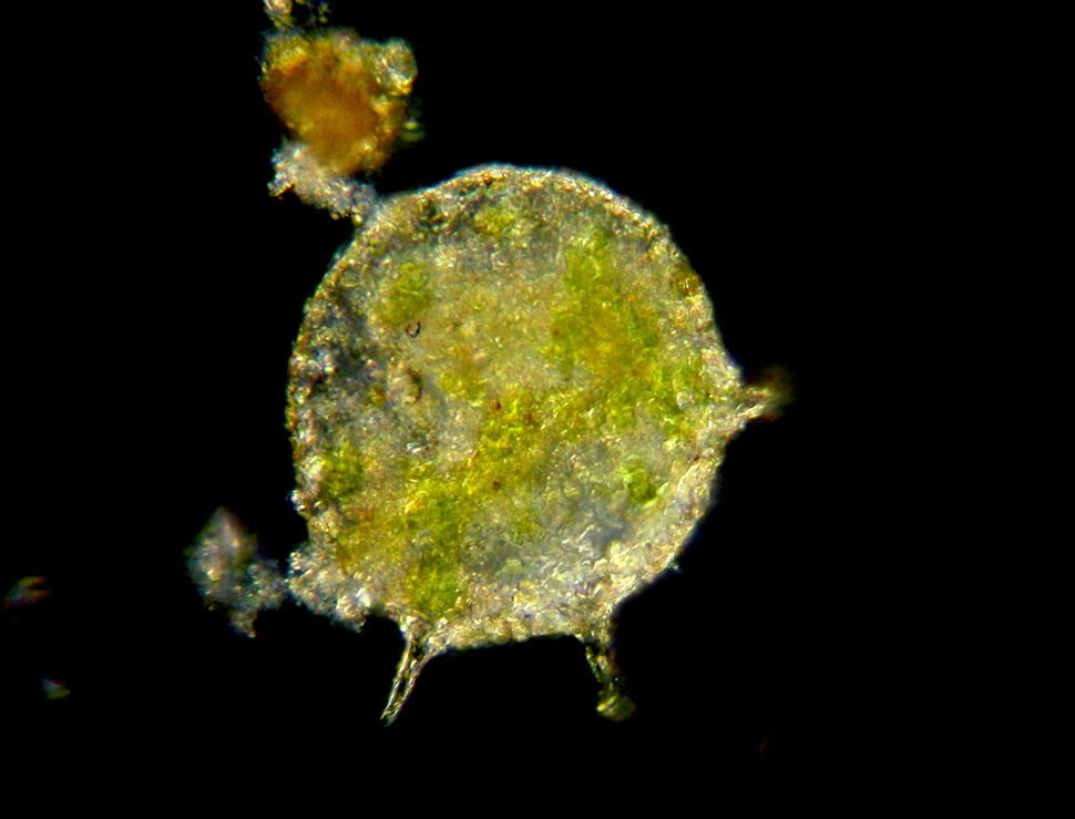 Prove campo oscuro mio mah !!!