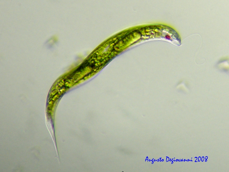 Nuova Foto 4 Euglena
