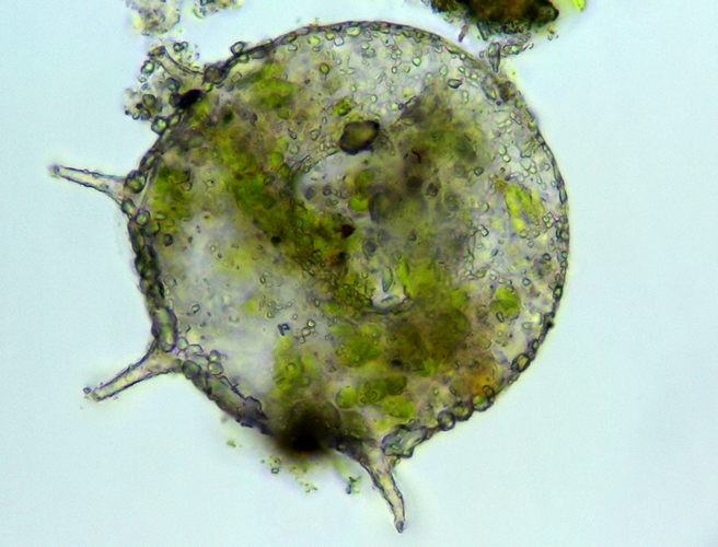 Prove campo oscuro mio mah !!!