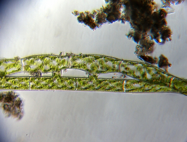 Spirogyra sp. in coniugazione