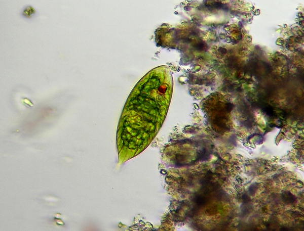 Euglena