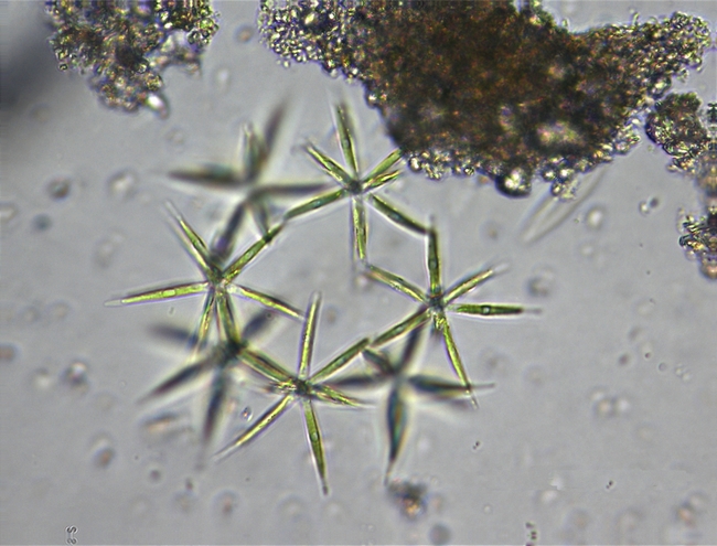 Fragilaria crotonensis