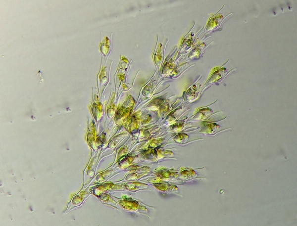 Dinobryon sp.