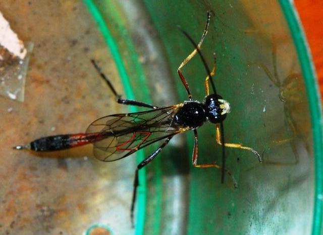 Ammophila laevicollis? No, Ichneumonidae Anomaloninae