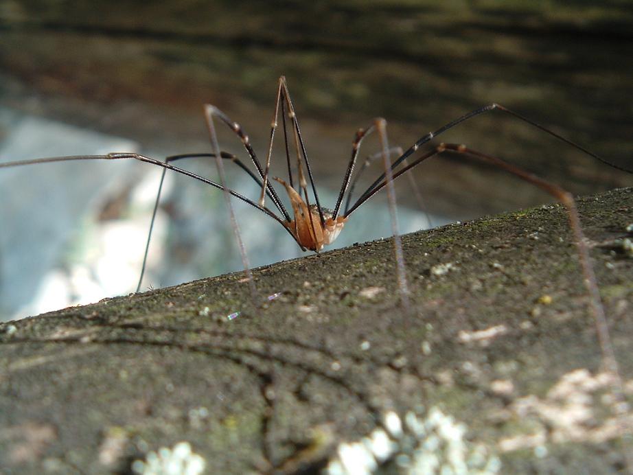 Opilione pugliese: Phalangium opilio forma calabrianum