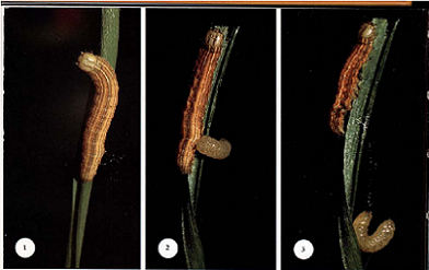 Larva di Braconidae che esce da un bruco di Arctiidae