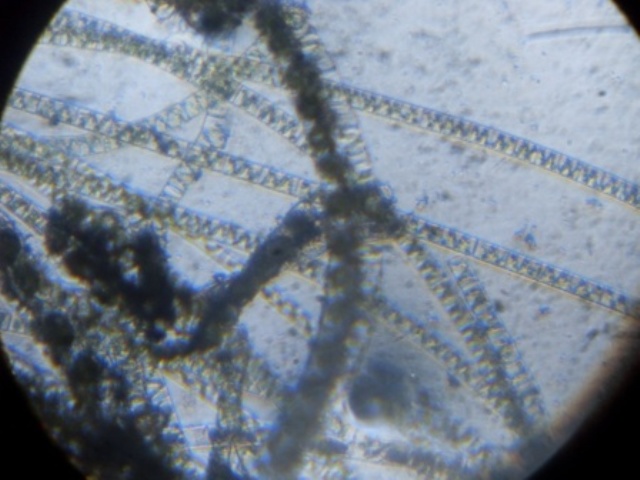 Spirogyra sp.