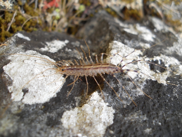 Scutigera coleoptrata