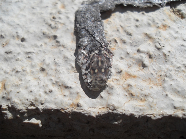 piadina gemonensis
