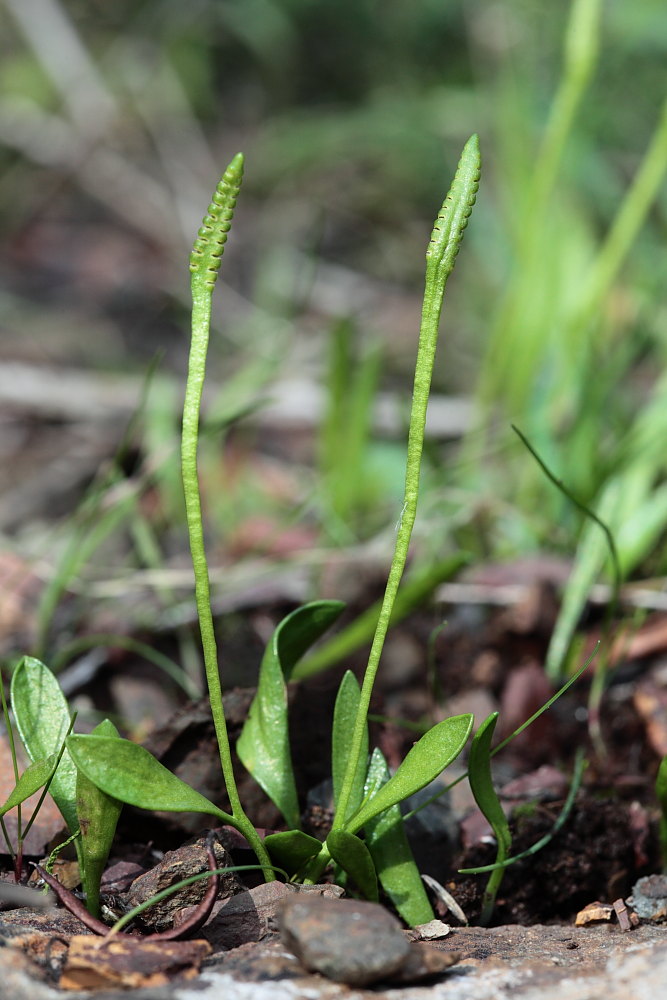 Ophioglossum lusitanicum  / Ofioglosso lusitanico