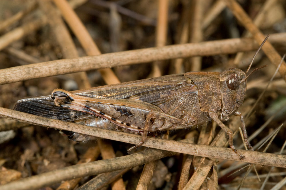 Aiolopus strepens