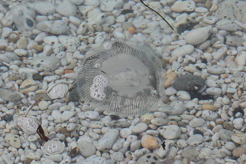 Aequorea forskalea  invade l''Elba