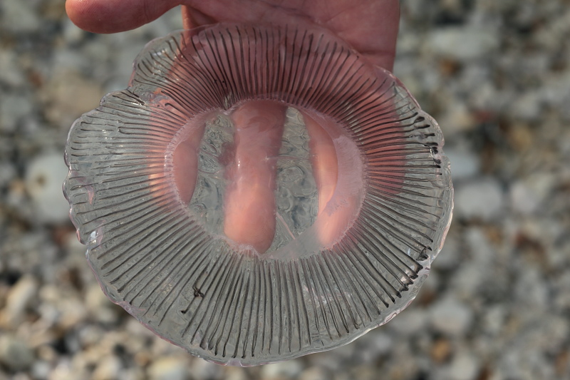 Aequorea forskalea  invade l''Elba