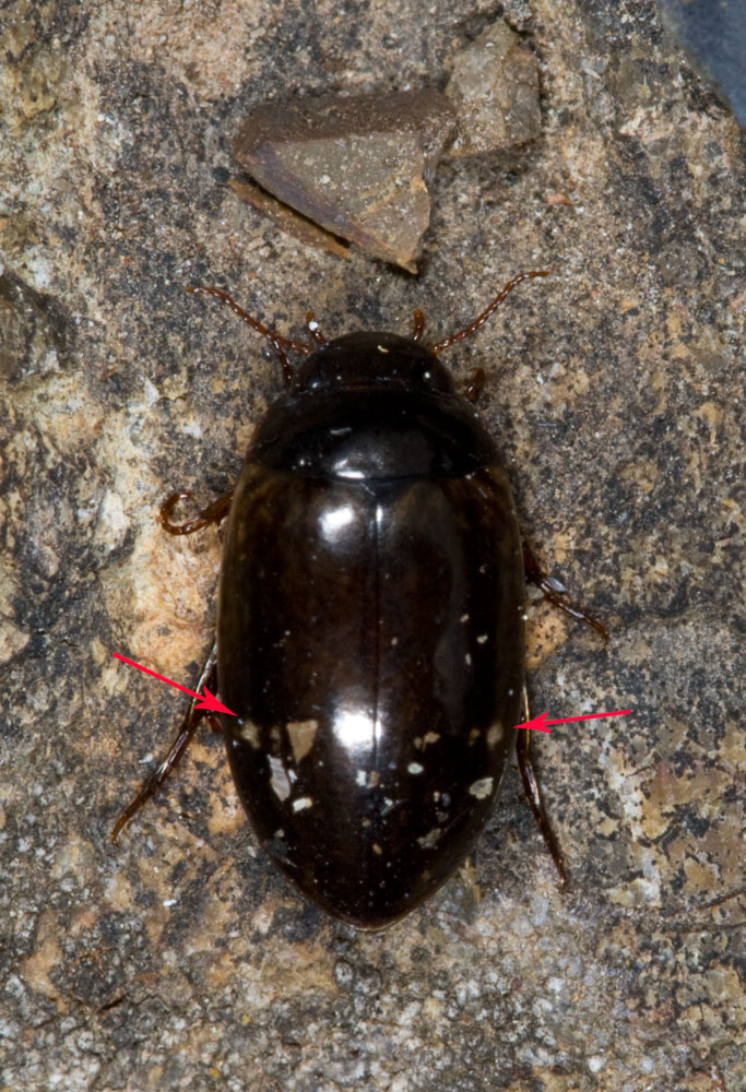 Diytiscidae del genere Agabus (cf. A. binotatus)