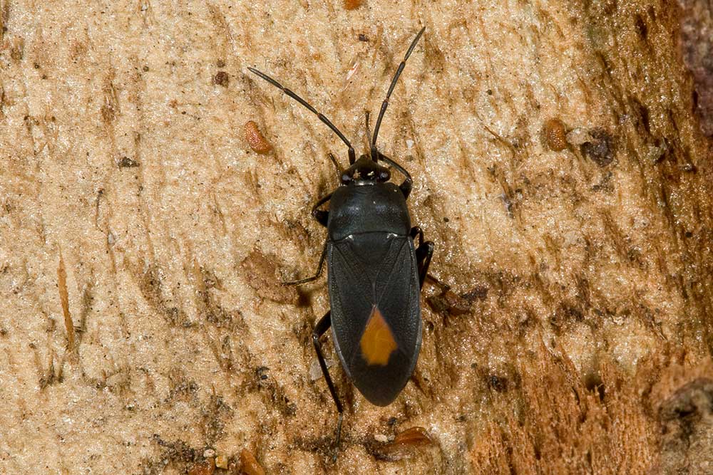 Lygaeidae: Aphanus rolandri