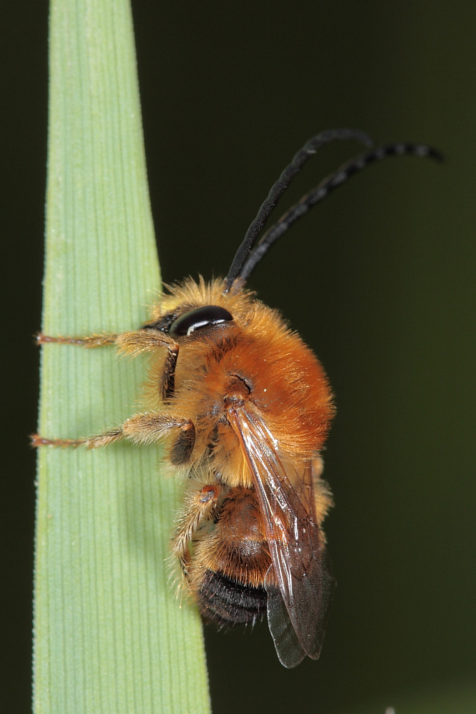Maschio di Eucera sp.