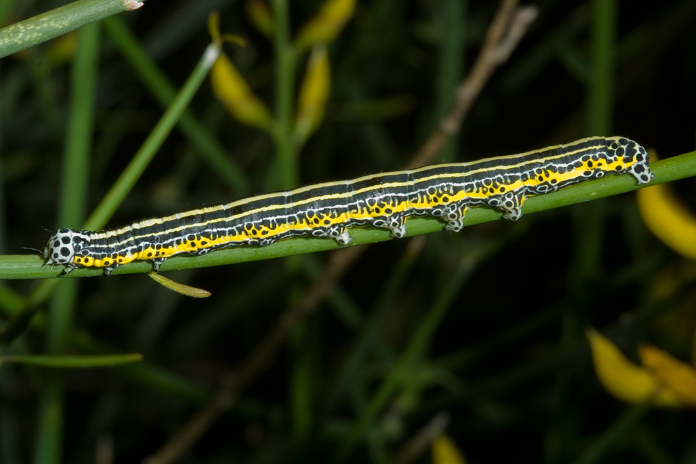 Apopestes spectrum su ginestra