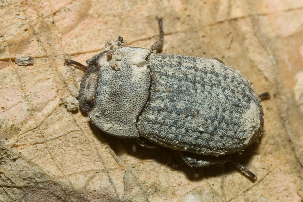 Asida ID