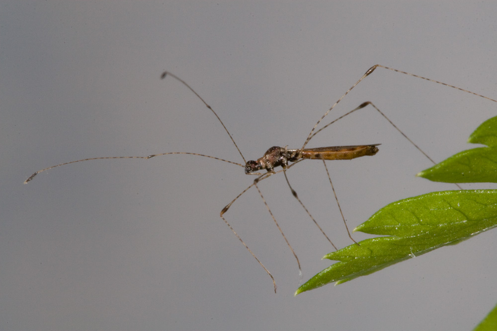Berytidae dell''Elba: Gampsocoris culicinus