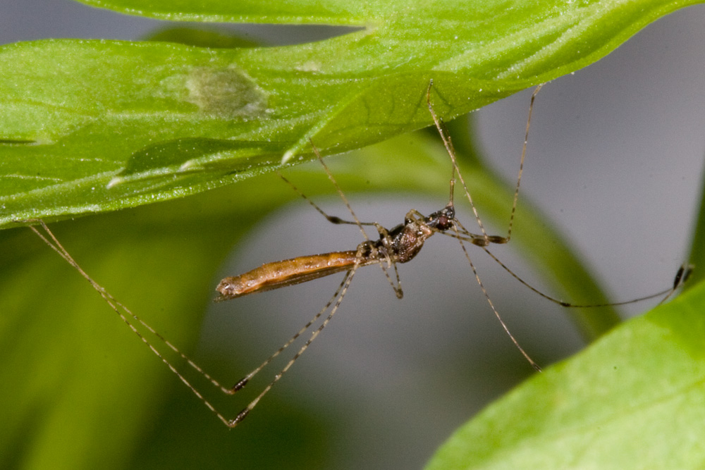Berytidae dell''Elba: Gampsocoris culicinus
