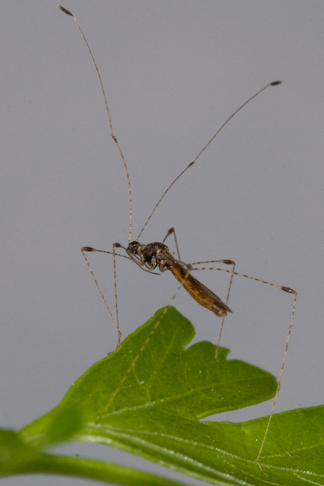 Berytidae dell''Elba: Gampsocoris culicinus