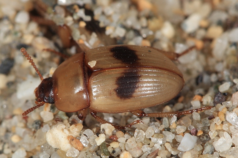 Le Phaleria dell''Elba! Phaleria bimaculata ssp. bimaculata