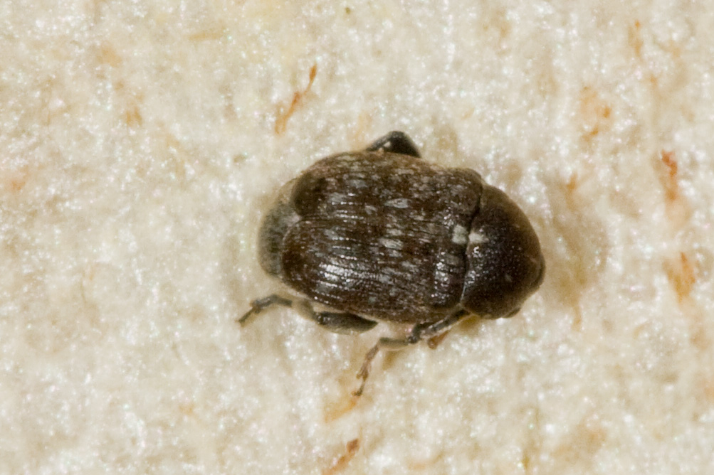 E questo cos''? (non la zanzara)  Chrysomelidae Bruchinae: cfr. Bruchus sp.