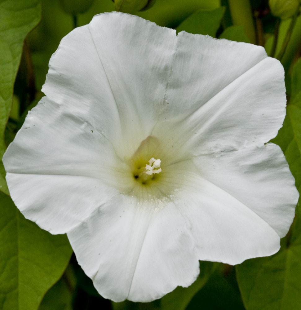 Convolvulus sepium (=Calystegia sepium) / Vilucchione