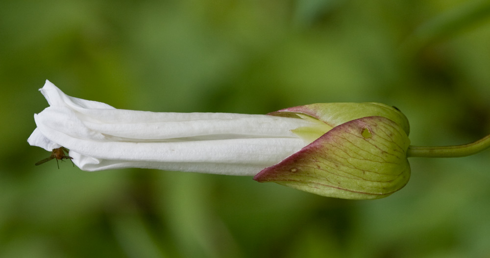 Convolvulus sepium (=Calystegia sepium) / Vilucchione