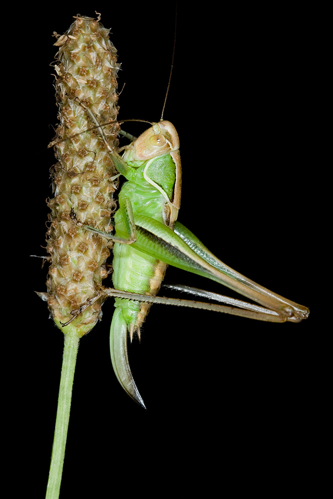 Ninfa di Sepiana sepium (Tettigoniidae)