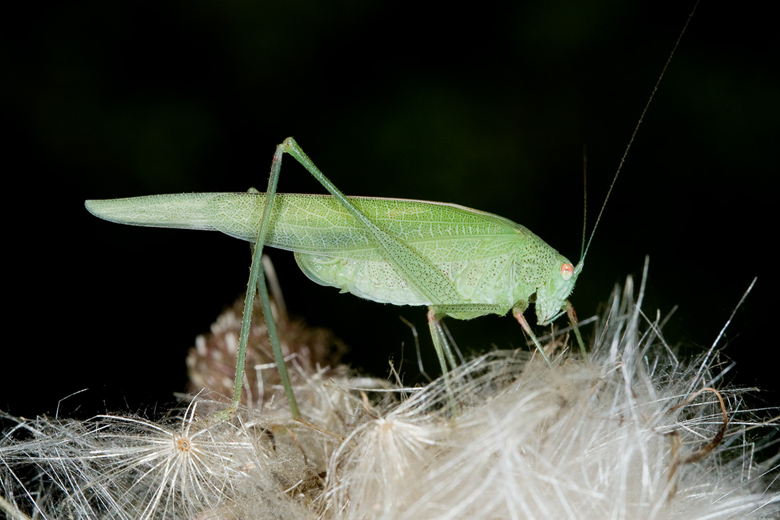 Phaneroptera nana