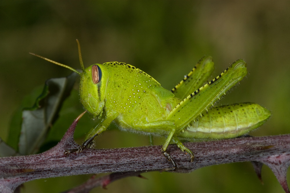 Bella neanide di Anacridium aegyptium