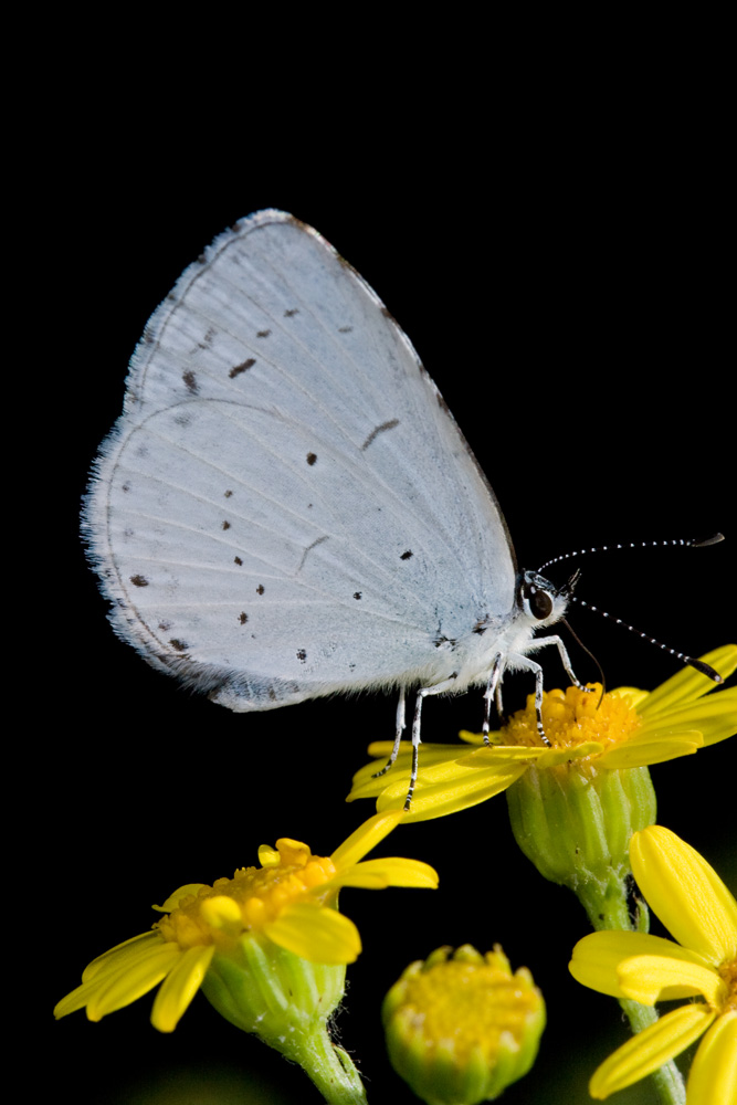 Celastrina argiolus ?